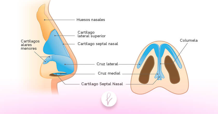 Anatomía de la nariz y sus partes
